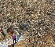 봄기운 찾아든 섬진강 매화