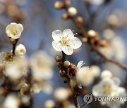 봄기운 받은 섬진강 매화