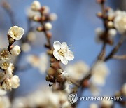 봄기운 받은 섬진강 매화