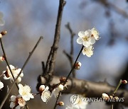 꽃망울 연 매화, 광양 소학정마을