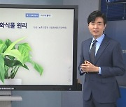 [기상센터] 또다시 잿빛하늘…우리집에 어울리는 공기정화식물은?