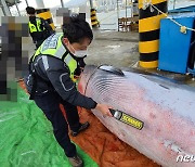 속초항 남동쪽 해상서 530㎝ 크기 밍크고래 혼획