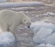 美 알래스카서 북극곰 공격으로 1살 아기·엄마 숨져