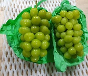 Turns out the grapes are not greener on the other side