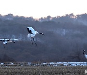 [포토친구] 철원 두루미