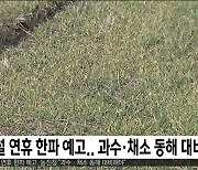 설 연휴 한파 예고.. 과수·채소 동해 대비해야