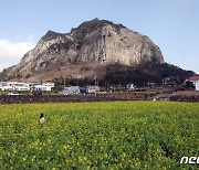 산방산과 유채꽃