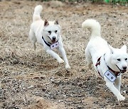 '文 풍산개' 예산 1.5억 쓰려던 광주, 혈세 낭비 논란 일자 철회