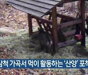 삼척 가곡서 먹이 활동하는 ‘산양’ 포착