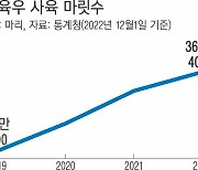 한우, 공급은 늘고 수요는 줄고…한숨 깊어지는 농가