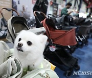 “설연휴에 댕댕이 아프면 어쩌나”…문 여는 동물병원은?