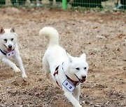 '文 풍산개'에 혈세 1.5억 쓰려던 광주···논란 일자 철회