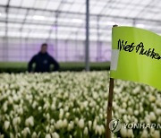 NETHERLANDS NATIONAL TULIP DAY PREPARATIONS