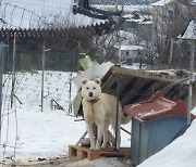 "2m 미만 짧은 줄에 묶어 기르면 안돼요"…반려동물 '비참한 삶' 사라진다