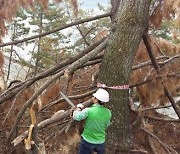 한동안 줄던 포항 소나무재선충병 피해목 1년 새 2만여그루 증가