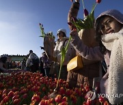 Netherlands Tulip Day