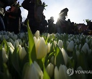 Netherlands Tulip Day