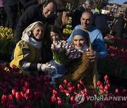 Netherlands Tulip Day