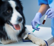 Bill aims to boost blood donations for pets