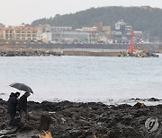 비 내리는 설날 제주