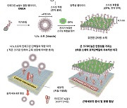 고려대 김용주 교수팀, ‘근육 성장’ 빨라지는 펩타이드 신물질 개발