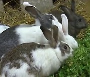 토끼로 굶주림 해결?…‘사육’ 독려하는 북한