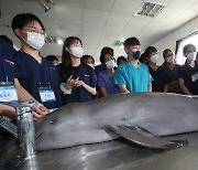 4년간 발견된 돌고래 135마리 사인은?…"혼획 가능성 높아"