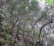 산림청, 백두대간 석회암지대에서 희귀 회양목 군락지 발견