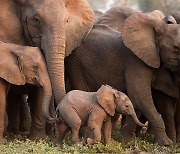 [애니멀리포트] 코끼리는 지구온난화 막는 ‘숲의 정원사’