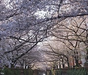 봄 한정, 일본 벚꽃 성수기 미리 보기