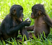 나도 침팬지와 대화할 수 있을까?…해보세요!