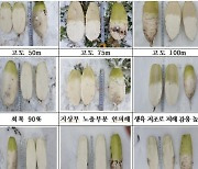 제주 최강한파에 월동채소·노지감귤 '언 피해' 비상
