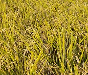 전남도, 올해 CU편의점에 전남쌀 '새청무' 1만 3천 톤 공급