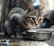 길고양이 붙잡아 외딴 곳에 버리는 ‘신종 학대’…처벌 법안 발의