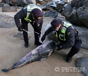양양 북분리 해수욕장서 쇠돌고래 사체 발견