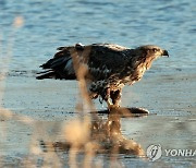 흰꼬리수리의 물고기 사냥