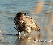 흰꼬리수리가 포식하는 날