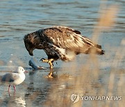 흰꼬리수리가 포식하는 날