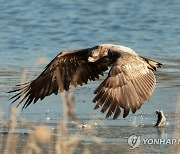 흰꼬리수리가 포식하는 날