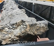 포항 금광리 신생대 나무화석, 나무화석 중 최초로 천연기념물 지정