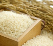 '한국인은 밥심' 옛말 됐다… 1인당 쌀 소비량 역대 최소