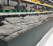 ‘포항 금광리 신생대 나무화석’ 천연기념물 됐다…나무화석 중 처음