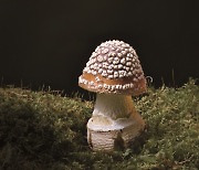 [버섯요정의 기묘한 모험] 나무와 버섯의 은밀한 공조 '공생균'