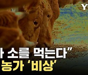 [자막뉴스] "소가 소를 먹는다"...한우 농가 '비상' 걸렸다