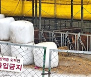 금값 된 '논두렁 마시멜로'…"소 먹이만 1억" 한우업계 비명