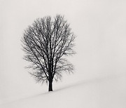 “눈 덮인 평원에 서 있는 흑백의 나무”…케나가 50년간 렌즈에 담아 온 피사체는..