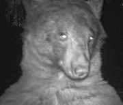 셀카 400장이나 찍은 야생 곰 ‘화제’…"귀여워"