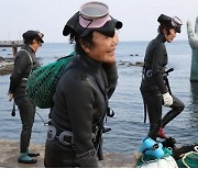 동해안 해녀 36.9％, 연수입 500만원 미달 … 경북도 조사