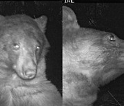 셀카 400장 찍고 사라진 야생곰…"유독 카메라에 흥미"
