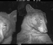 '셀카' 각도 찾고 혀 빼꼼…공원 카메라에 포착된 흑곰 화제